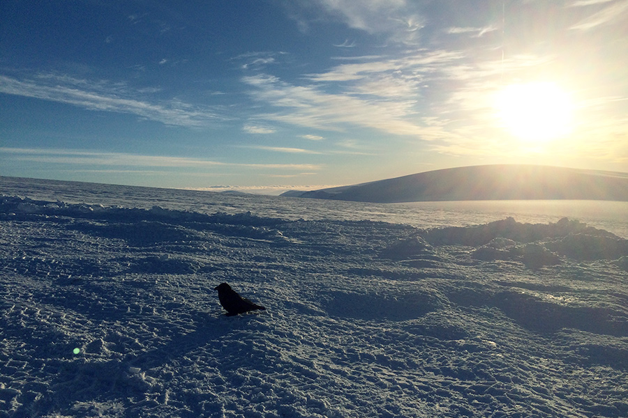 A crow waits for us at the entrance to the glacier tunnel.